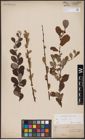 Foto von Salix aurita L.